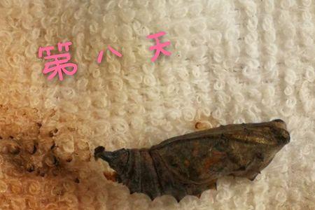 桃子里的红虫子能变蝴蝶吗