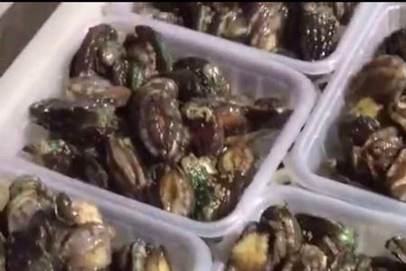多旧鱼是什么品种