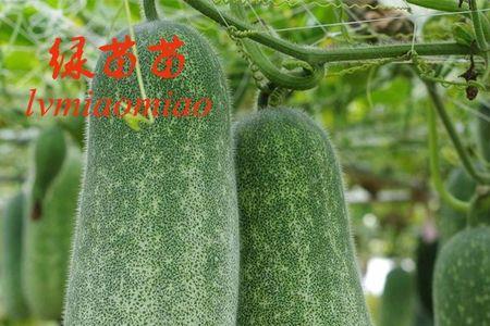 黄毛节瓜的种植方法