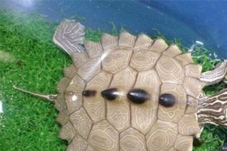 地图龟水里冬眠吗