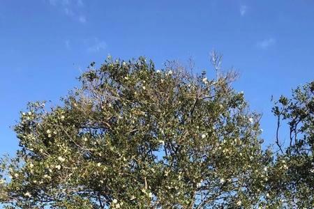 山柚果的出油率是多少