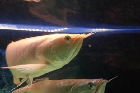 银龙长度怎么分的