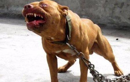 比特犬和哈士奇哪个贵