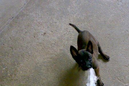 与马犬相似的中小型犬