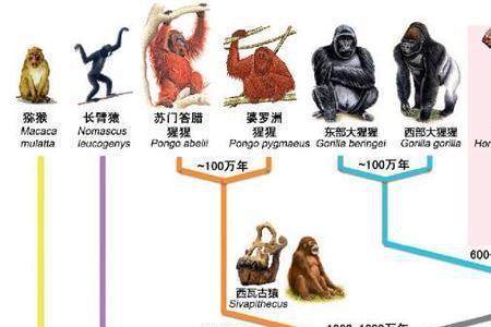 人类是从什么时候演变成人