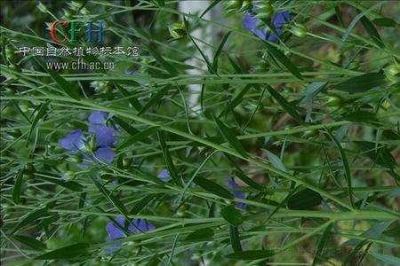 亚麻为什么贵
