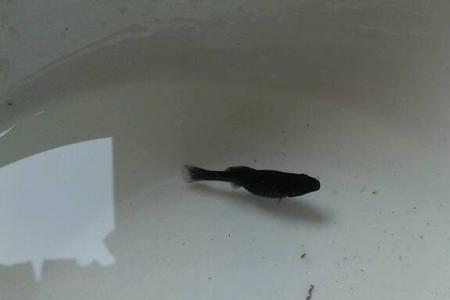 刚买回来的玛丽鱼总是躲着