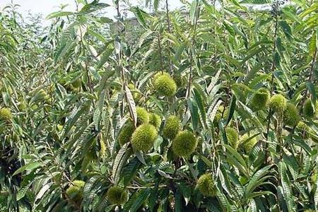 栗子树长得不旺怎么办