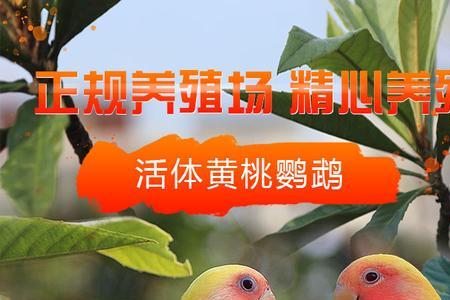 绿桃公鹦鹉公鸟和雌鸟对比图
