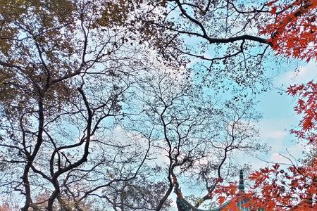 青枫江是长沙哪里