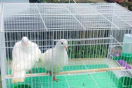拍鸽子照片的笼子规格比较好