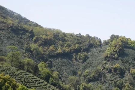 龙井山多高