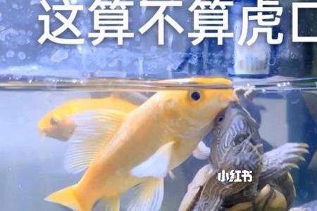 地图龟刚到家直接深水养吗
