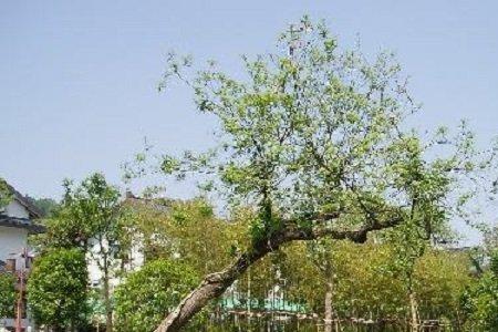 院子种植什么树挡风