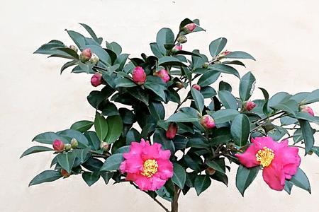 茶梅6月可以修剪吗