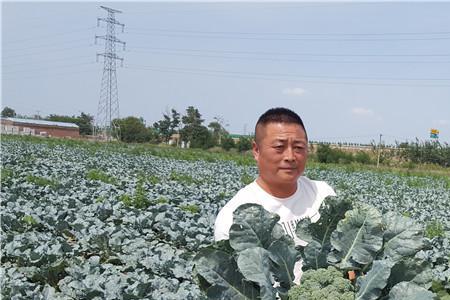 西兰花几月采摘
