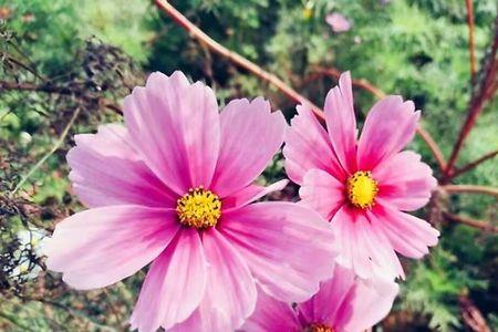 什么的花朵什么的舞动填词语