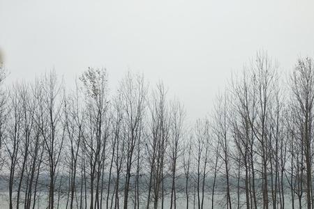 明光泊岗银杏林位置