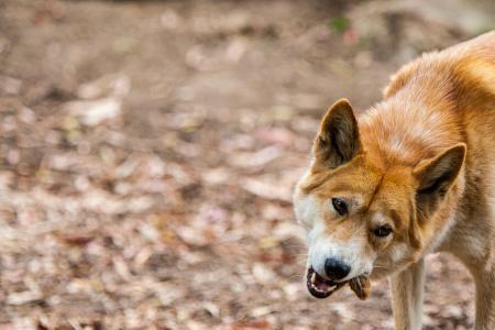 澳洲野犬为何数量不多