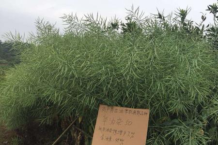 华油杂62和华油杂50哪个好