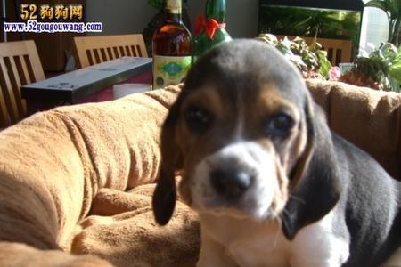 比格犬不听话可以揍吗