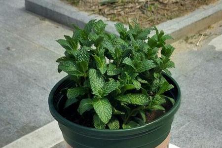 薄荷盆栽放在家的天井里好吗