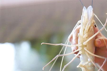 虾王是什么意思