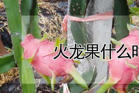 火眼果是什么果子