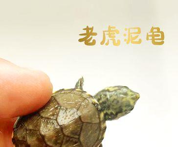 墨蛋加热棒调几度