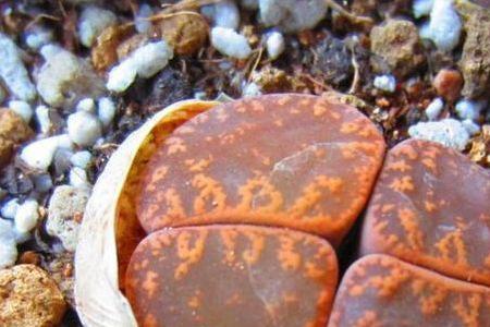 生石花开完花后断水