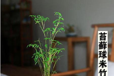 苔藓米竹的种法