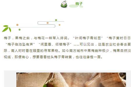梅子熟时栀子香是表达爱情吗