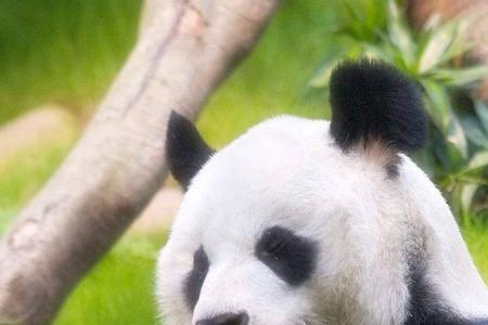 动物的习性有哪些