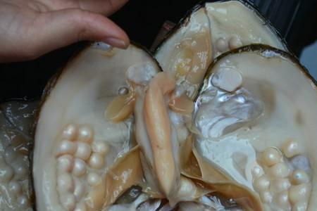 河蚌籽什么样