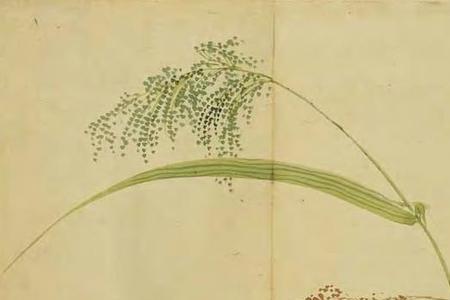 青稷是什么