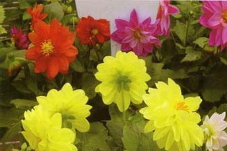 秋霞是四季开花吗
