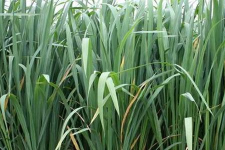 茭白不结茭什么原因