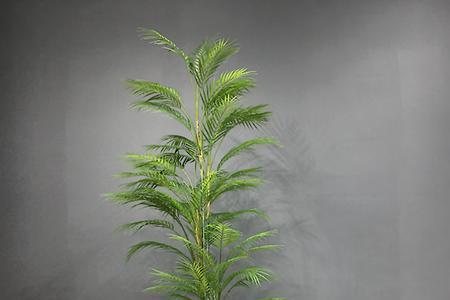 散尾葵花盆上面能放石头吗