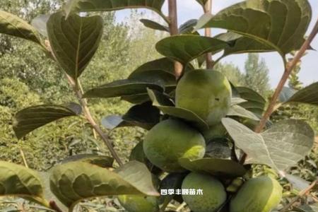 阳丰和太秋哪个品种好