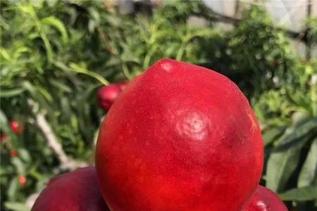 中油26号是几月份成熟