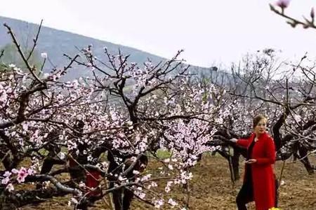 三月开白花是什么意思
