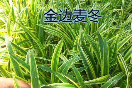 麦冬与什么相似