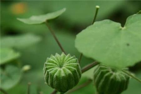 刘大柱蘑菇屯大结局