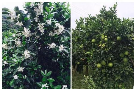 为什么脐橙在10月开花