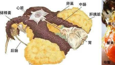 大闸蟹外壳结构示意图