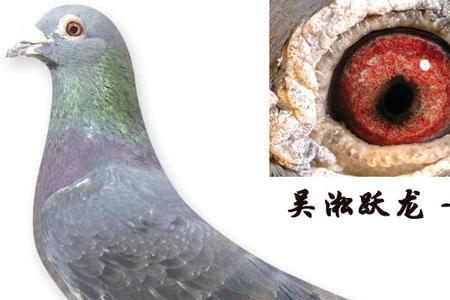 吴淞鸽子四个品种