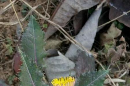 野莴苣和苦苣菜的区别