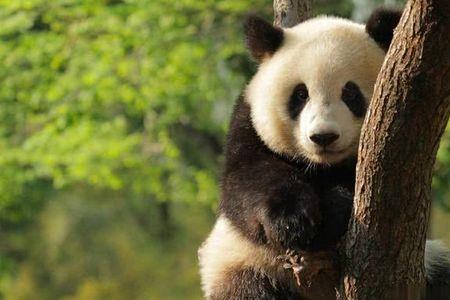 熊猫为什么长得那么快