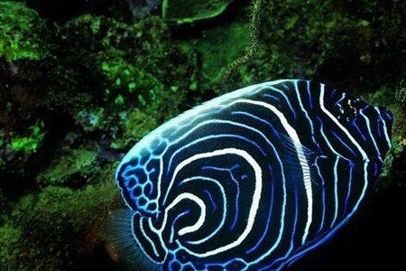 热带鱼34度会热死吗