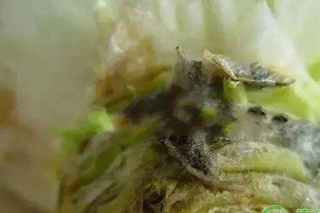 辣白菜长毛是什么原因